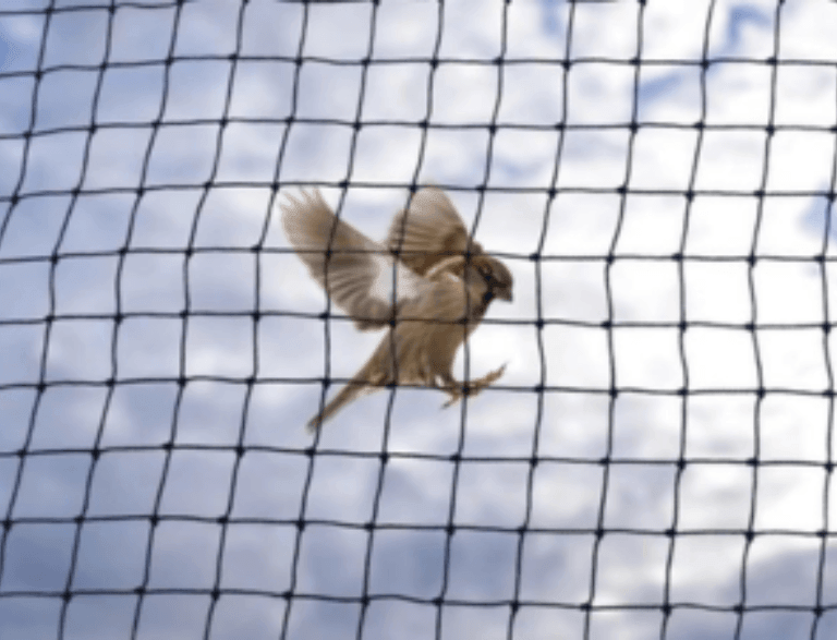 antibirdnets