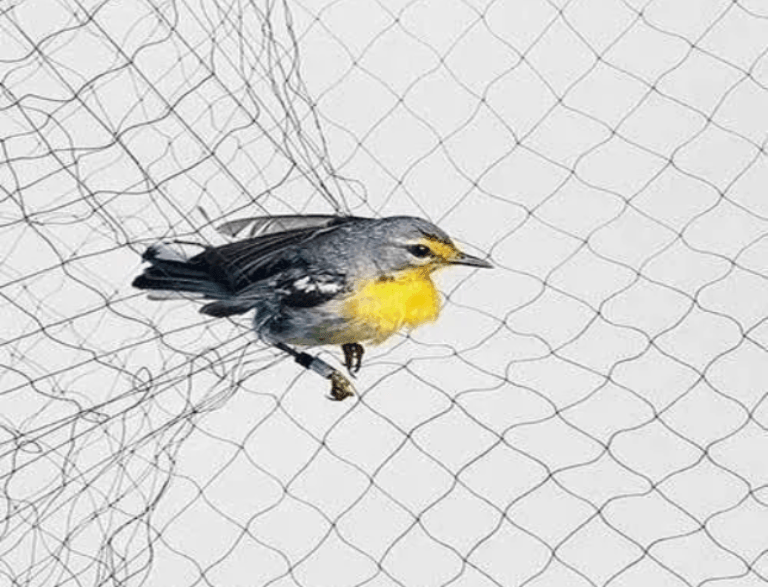 birdprotectionnets