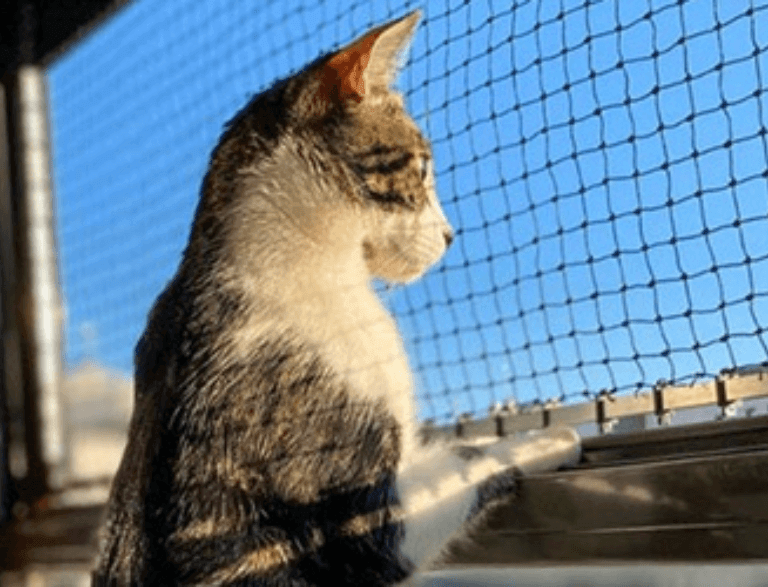petssafetynets